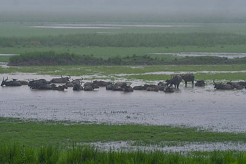Wild buffalos in Assam